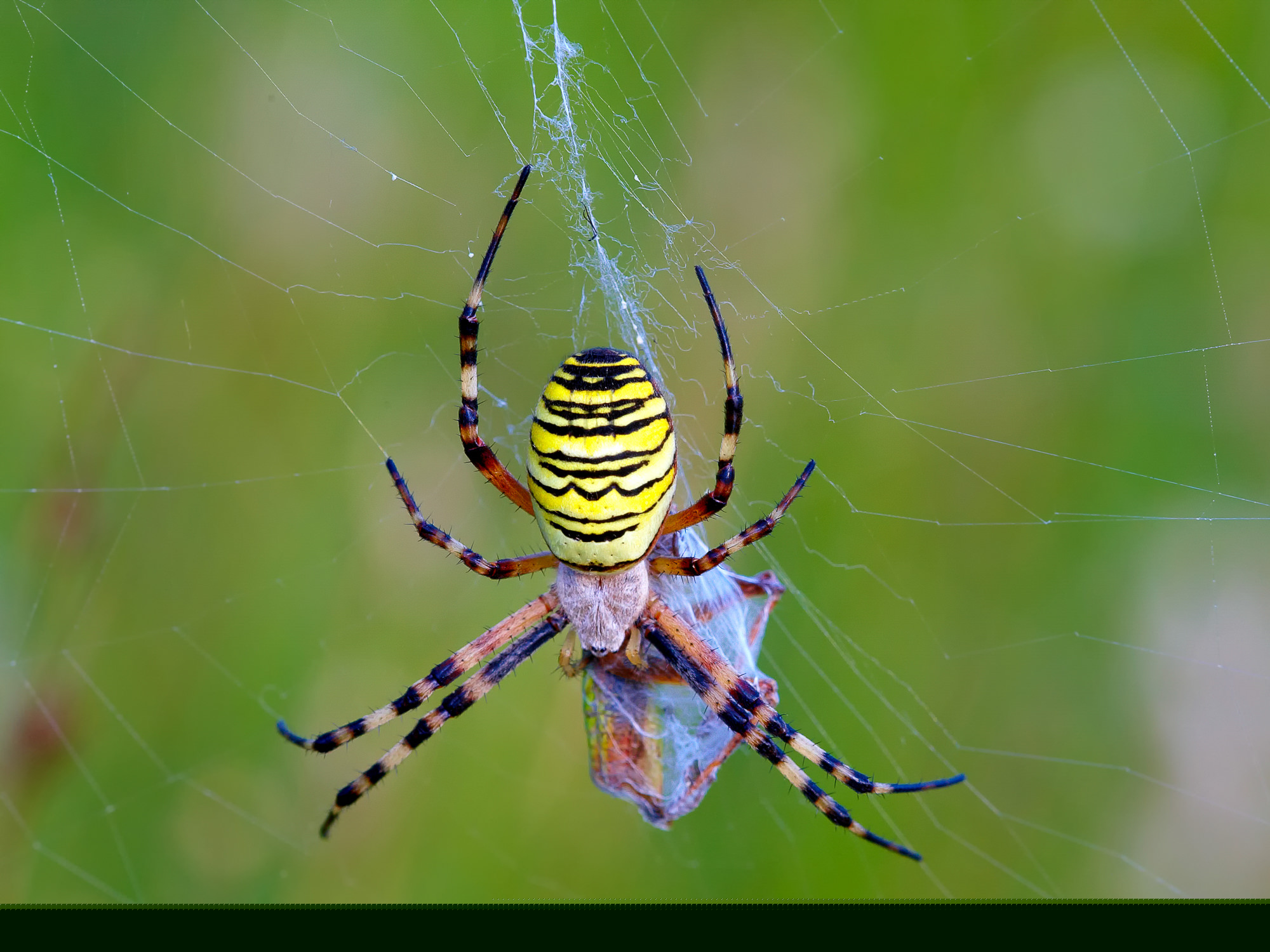 wasp spider